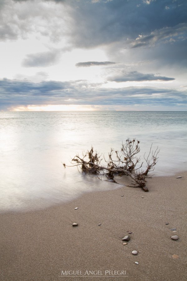 Rama de árbol en la playa al amanecer